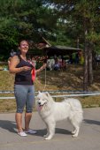Samoyed days-sobotní výstava