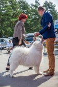 Samoyed days-sobotní výstava