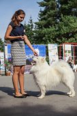 Samoyed days-sobotní výstava