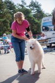 Samoyed days-sobotní výstava