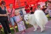 Samoyed days-sobotní výstava