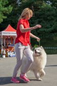 Samoyed days-sobotní výstava
