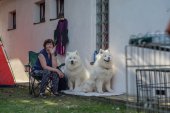 Samoyed days-sobotní výstava