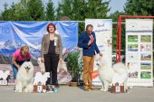 Samoyed days-sobotní výstava
