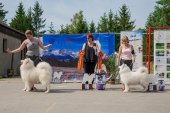 Samoyed days-sobotní výstava
