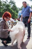 Samoyed days-sobotní výstava