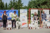Samoyed days-sobotní výstava