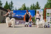 Samoyed days-sobotní výstava