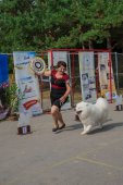 Samoyed days-sobotní výstava