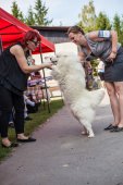 Samoyed days-sobotní výstava
