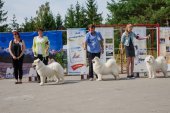 Samoyed days-sobotní výstava