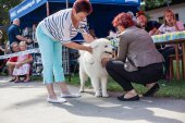 Samoyed days-sobotní výstava
