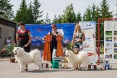 Samoyed days-sobotní výstava