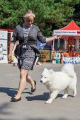 Samoyed days-sobotní výstava