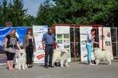 Samoyed days-sobotní výstava