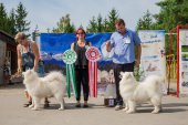 Samoyed days-sobotní výstava