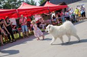 Samoyed days-sobotní výstava
