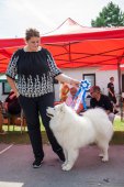 Samoyed days-sobotní výstava