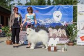 Samoyed days-sobotní výstava