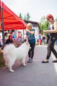 Samoyed days-sobotní výstava