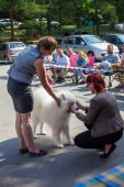 Samoyed days-sobotní výstava