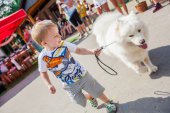Samoyed days-sobotní výstava