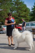 Samoyed days-sobotní výstava