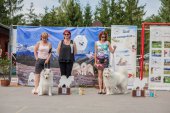 Samoyed days-sobotní výstava