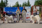 Samoyed days-sobotní výstava