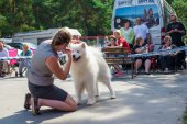 Samoyed days-sobotní výstava