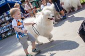Samoyed days-sobotní výstava