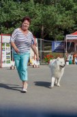 Samoyed days-sobotní výstava
