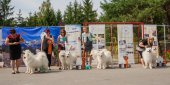 Samoyed days-sobotní výstava