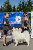 Samoyed days-sobotní výstava