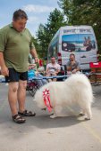 Samoyed days-sobotní výstava