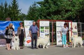 Samoyed days-sobotní výstava