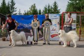 Samoyed days-sobotní výstava