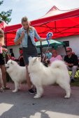 Samoyed days-sobotní výstava