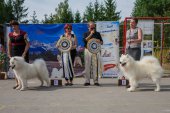 Samoyed days-sobotní výstava