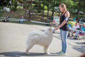 Samoyed days-sobotní výstava