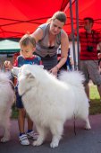 Samoyed days-sobotní výstava