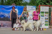 Samoyed days-sobotní výstava