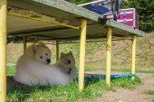 Samoyed days-sobotní výstava