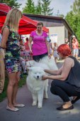 Samoyed days-sobotní výstava