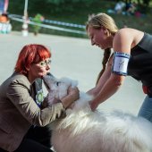 Samoyed days-sobotní výstava