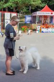Samoyed days-sobotní výstava