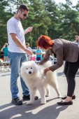 Samoyed days-sobotní výstava
