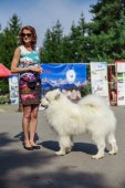 Samoyed days-sobotní výstava