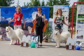 Samoyed days-sobotní výstava