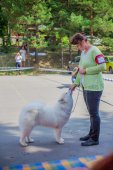 Samoyed days-sobotní výstava